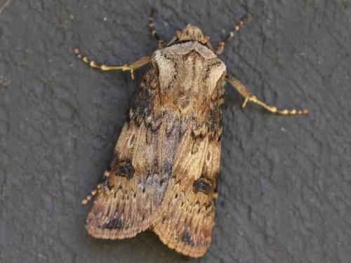 Réf. 347 017 : Agrotis puta